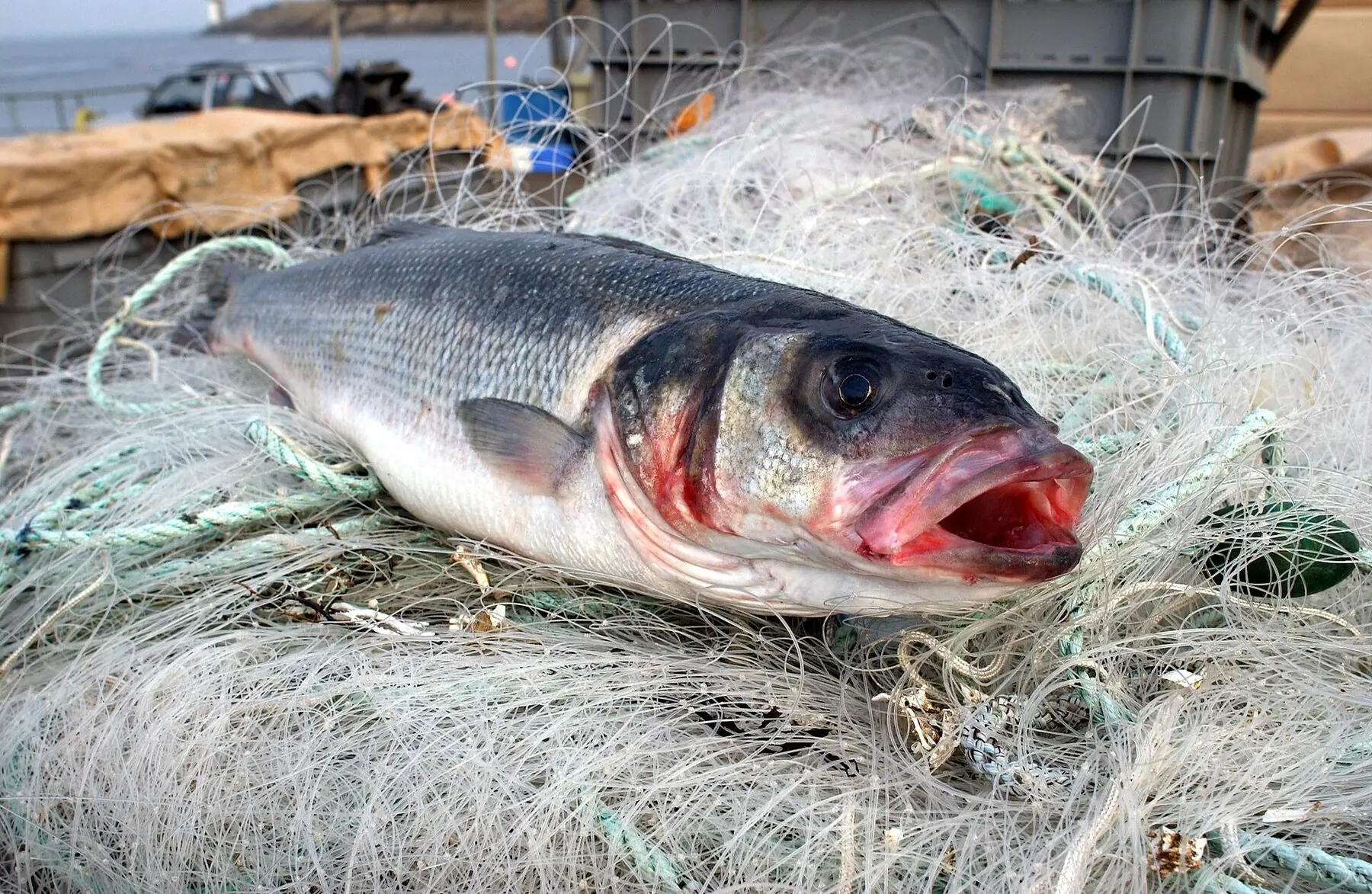 Grilled sea bass